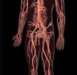 circulatory_system